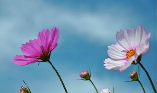 格桑花在哪个季节开花 格桑花什么季节开