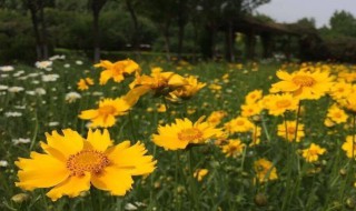 大金鸡菊什么季节开花 大金鸡菊什么季节开花啊