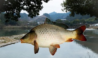 鯉魚多少度開口好（鯉魚一般多少度開口）