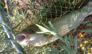 夜釣草魚(yú)釣底還是浮 夜釣草魚(yú)釣底還是浮漂釣底好