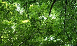 在夏天树下凉快的原因 夏天在大树下乘凉的原因