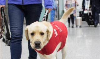 导盲犬可以上飞机吗 导盲犬可以上飞机吗国内