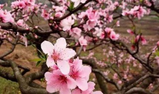 四月份苏州赏花景点（苏州4月看花的地方有哪些）