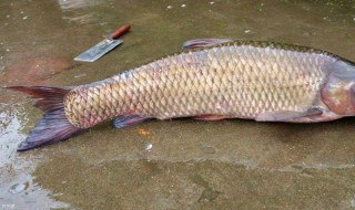 水庫釣草魚打窩打多遠為好（水庫釣草魚打窩選位絕招）