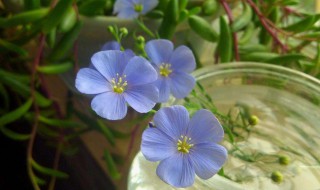 蓝花亚麻适合什么季节种植（蓝花亚麻适合在什么时候种）