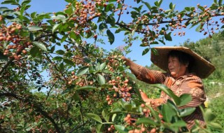 北方適合種什么品種的花椒 北方適應種植哪種花椒