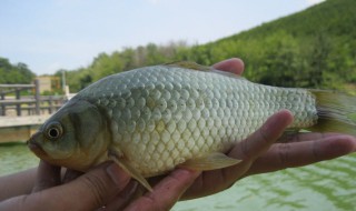 鯽魚怎么判斷野生（鯽魚怎么判斷野生的）