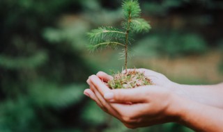 植樹節(jié)的唯美文案 植樹節(jié)的唯美文案怎么寫