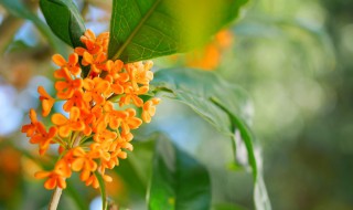 桂花嫁接时间及方法（桂花嫁接最佳时间桂花芽接）