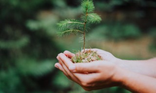 植樹說說心情短語 植樹說說心情短語大全