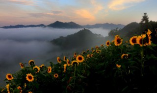 向日葵的花语是什么（向日葵的花语是什么 入目皆是你）