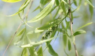 柳花是什么季节的 柳花是什么季节的花