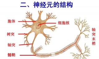 神经元的结构组成（神经元的结构组成及功能）