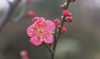 二月开什么花（三月开什么花）