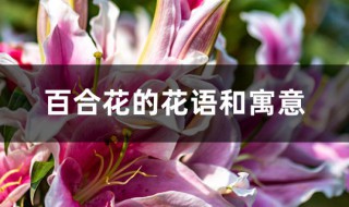 百合花的花语和寓意 粉百合花的花语和寓意是什么