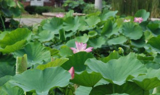 池塘种藕正确方法（池塘藕的种植方法和时间,管理）