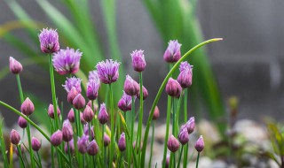 常见的紫色花有哪些（常见的紫色花有哪些图片）