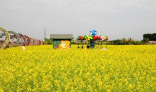 油菜花能用五彩缤纷形容吗 形容彩色油菜花