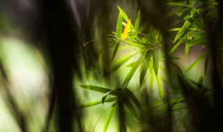 中国有多少种竹子名贵品种有哪些 中国有多少种竹子名贵品种有哪些呢