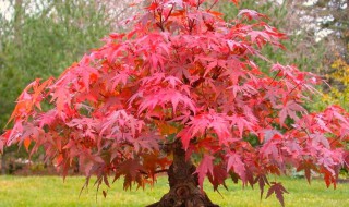 紅楓最喜歡什么肥料（紅楓最喜歡什么肥料和水）