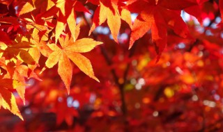 怎樣養(yǎng)好紅楓盆景 怎樣養(yǎng)好紅楓盆景樹