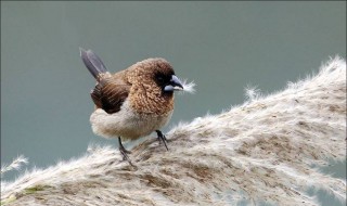 文鳥打顫怎么辦 文鳥一抖一抖的怎么回事