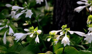 玉簪花怎样移植 玉簪花怎么移植