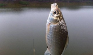 大蒜怎樣釣魚（大蒜怎樣釣魚視頻）