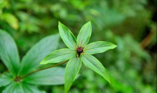 重樓是什么植物（重樓是什么植物能起到什么作用）