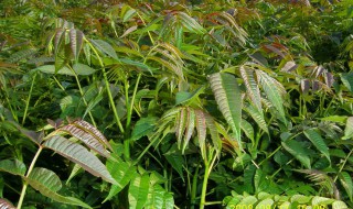 院子里香椿栽种位置（香椿种院子里好吗风水学）