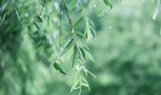 描写春雨的优美段落 描写春雨的优美段落200字左右