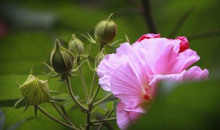 迎宾芙蓉的养殖方法及注意事项 迎宾芙蓉的养殖方法及注意事项是什么