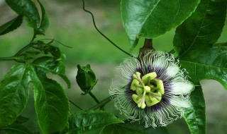 百香果如何開花 百香果開花時怎樣處理保證結果