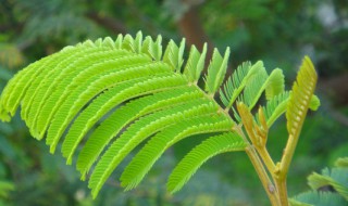 含羞草种植需注意什么 含羞草种植需注意什么细节