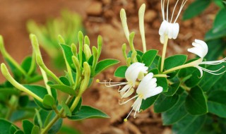 新鲜金银花怎样保存 新鲜金银花保存方法