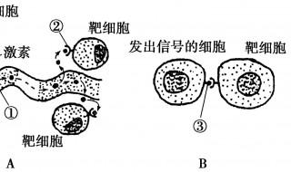 靶細胞是什么調節(jié) 靶細胞有什么