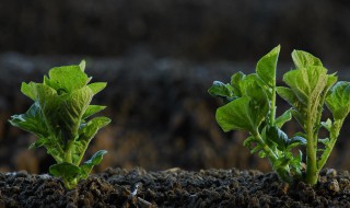 植株矮化什么原因 植株矮化什么原因造成的呢