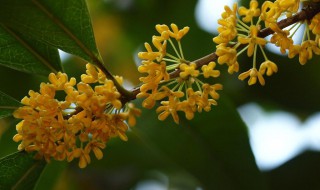 北方庭院里适合种哪种桂花树 北方庭院里适合种哪种桂花树好