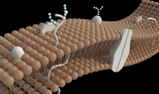 细胞膜有什么功能 细胞膜有什么功能特性