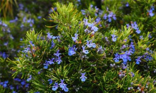 迷迭香水培植方法（迷迭香水培植方法和技術(shù)）