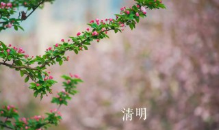 清明节上坟供品讲究 清明节上坟供什么