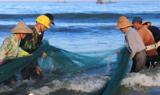 玉米酒糟喂魚的正確方法（玉米酒糟喂魚有什么好處）