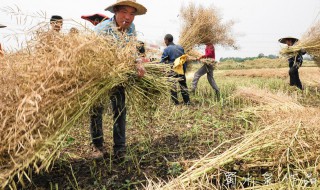 收油菜籽的正確方法（怎樣收油菜籽快又方便）