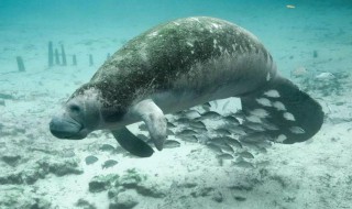 海牛為什么叫美人魚(yú)（海牛為什么叫美人魚(yú)賺金幣）