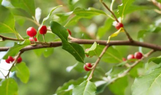 茱萸是什么植物 茱萸是什么植物圖片