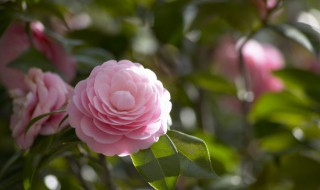 浇花有没有小妙招（浇花有没有小妙招呢）