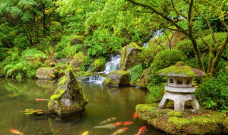 魚(yú)池青苔去除小妙招（魚(yú)池青苔去除小妙招圖片）