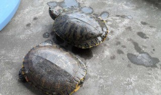 甲魚相克的食物（燉甲魚湯的正確方法）