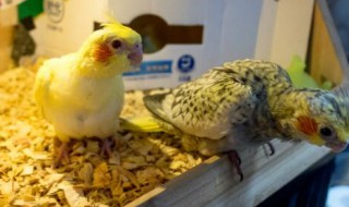 玄鳳鸚鵡怎么過冬（玄鳳鸚鵡過冬需要保溫箱嗎）