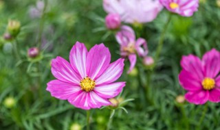 格桑花如何种植（格桑花怎么种植）